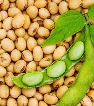 Soybean