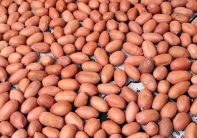 Peanut gg20